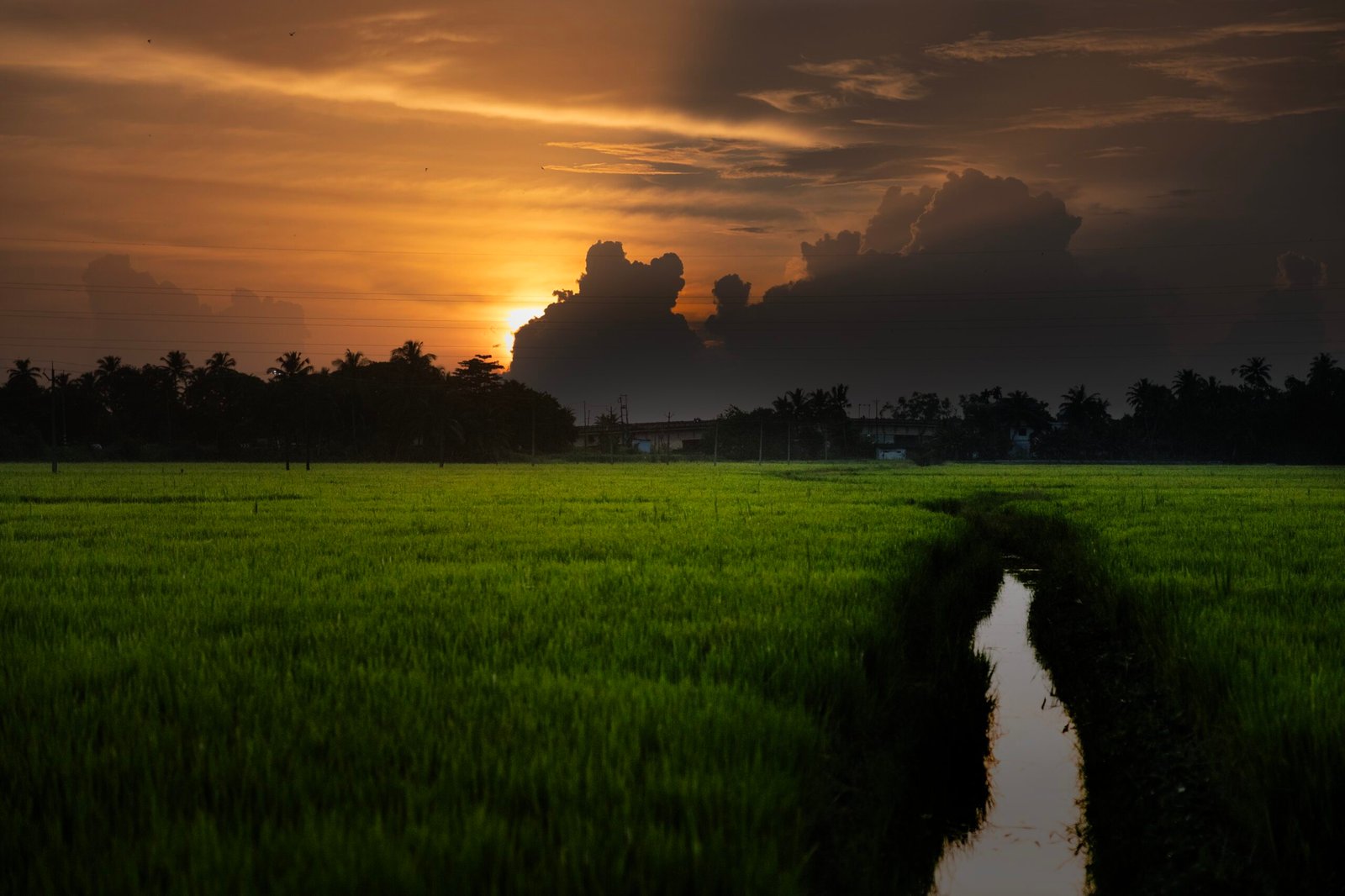 rice-field-8295148
